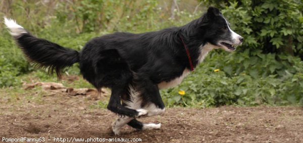 Photo de Border collie