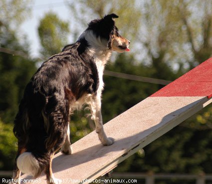 Photo de Border collie