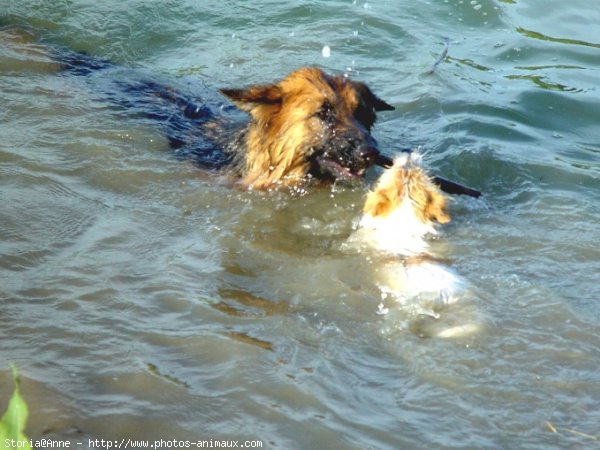 Photo de Berger allemand  poil court