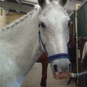 Photo de Poney franais de selle