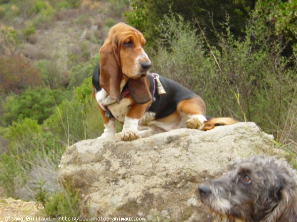 Photo de Basset hound