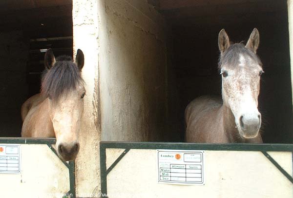 Photo de Races diffrentes