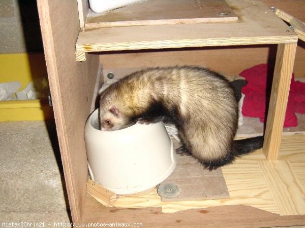 Photo de Furet