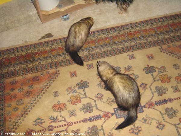 Photo de Furet