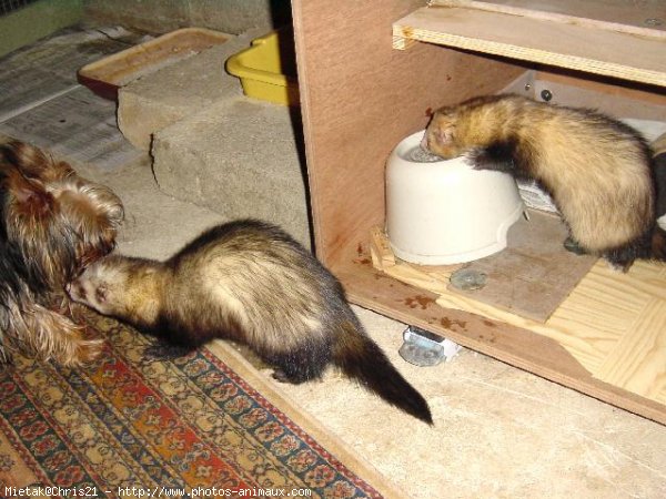 Photo de Furet