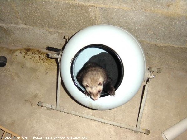 Photo de Furet