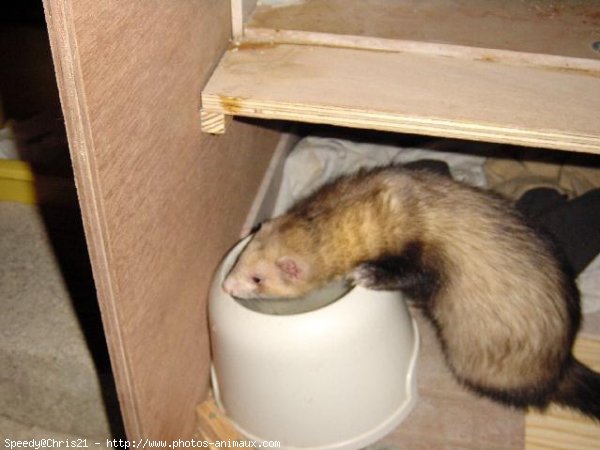 Photo de Furet