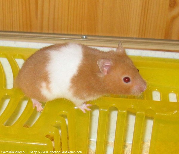 Photo de Hamster