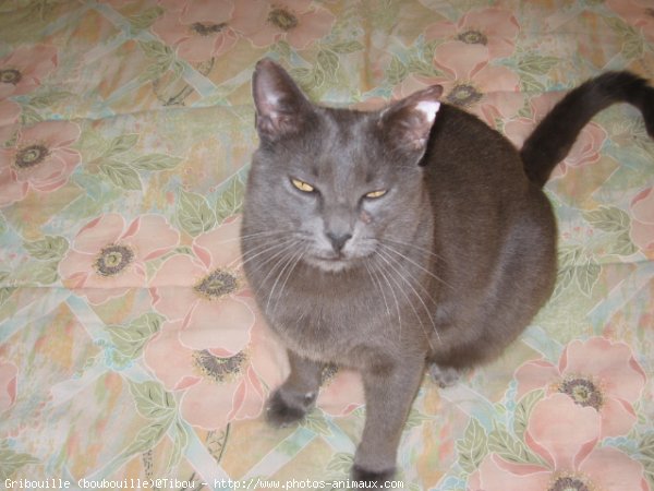 Photo de Chartreux