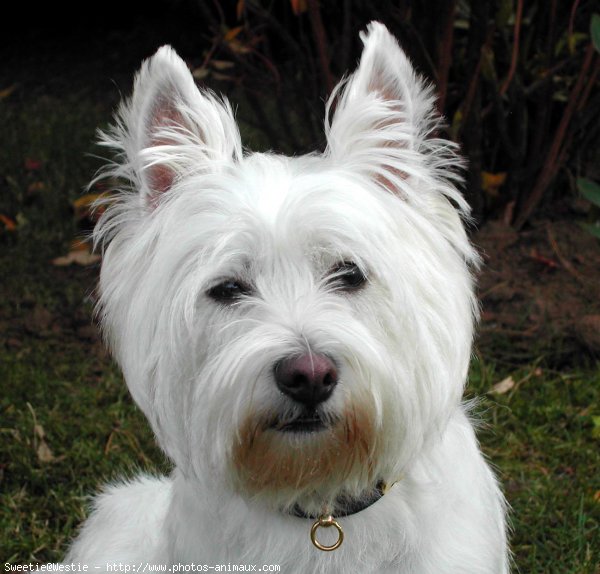 Photo de West highland white terrier