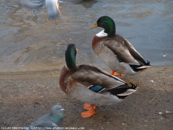 Photo de Canard