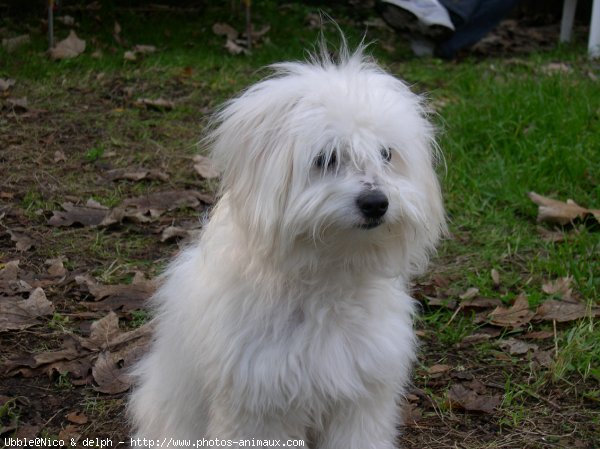 Photo de Coton de tulear