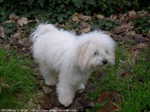 Photo de Coton de tulear