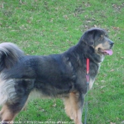 Photo de Dogue du tibet