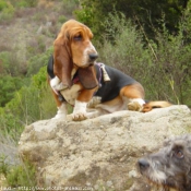 Photo de Basset hound