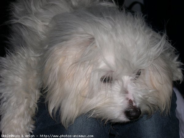 Photo de Coton de tulear