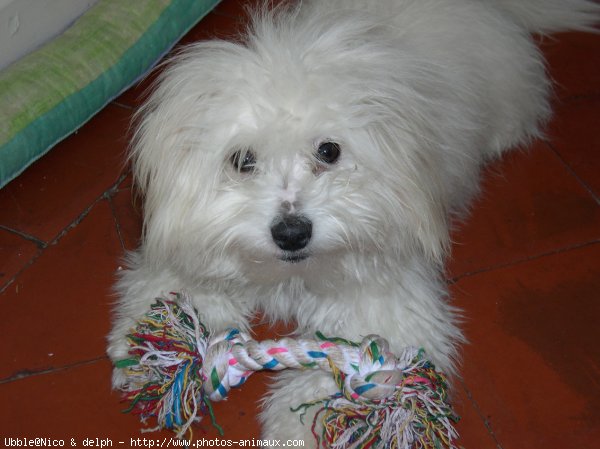 Photo de Coton de tulear