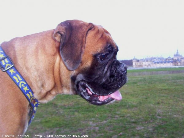 Photo de Boxer