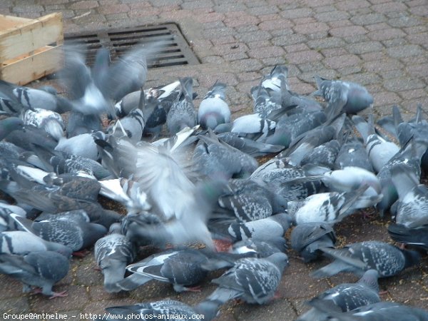 Photo de Pigeon