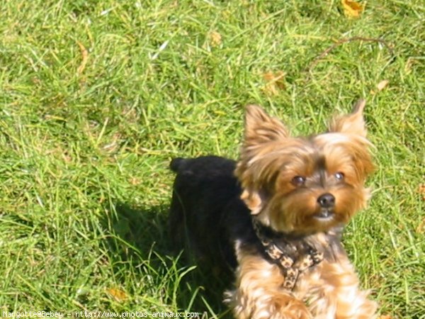 Photo de Yorkshire terrier