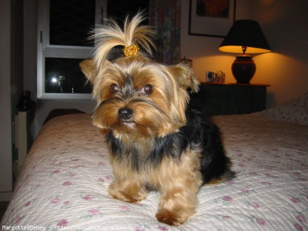 Photo de Yorkshire terrier