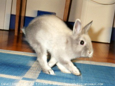 Photo de Lapin