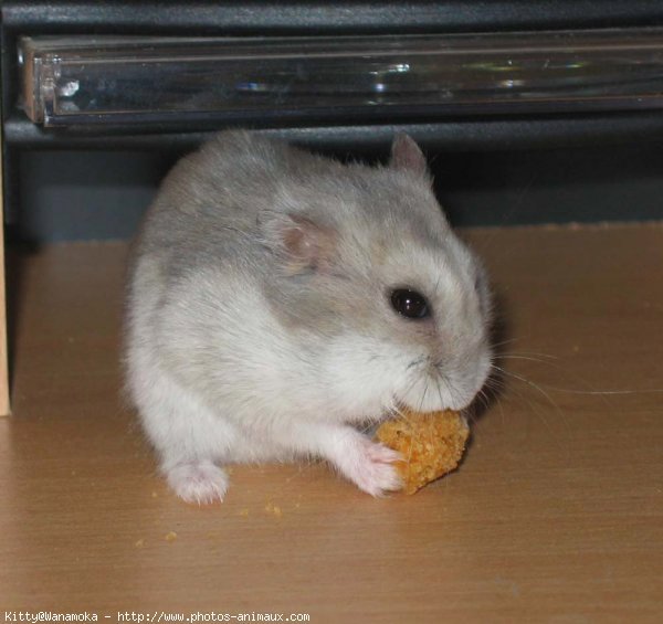 Photo de Hamster