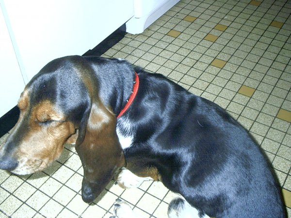 Photo de Basset hound