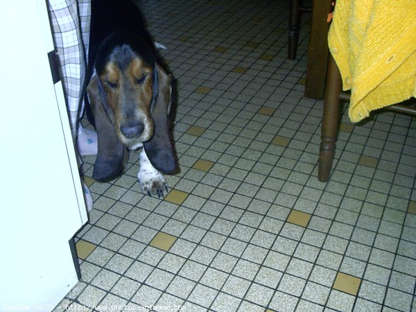 Photo de Basset hound