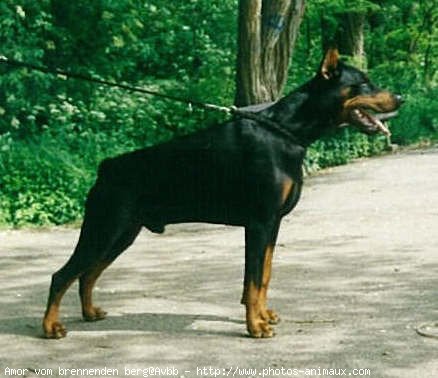 Photo de Dobermann