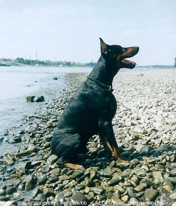 Photo de Dobermann