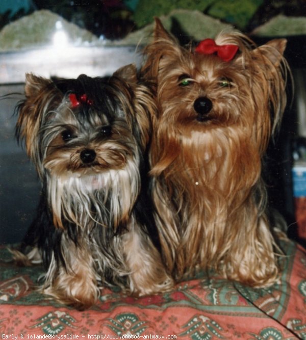 Photo de Yorkshire terrier