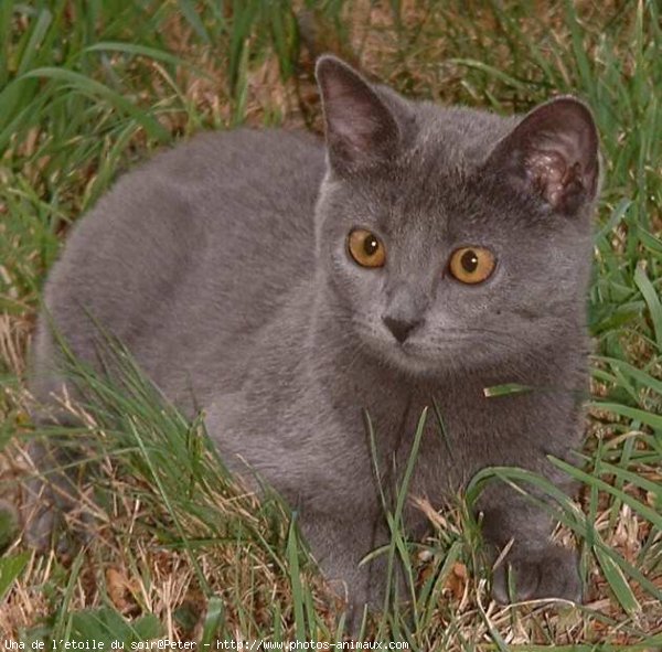 Photo de Chartreux