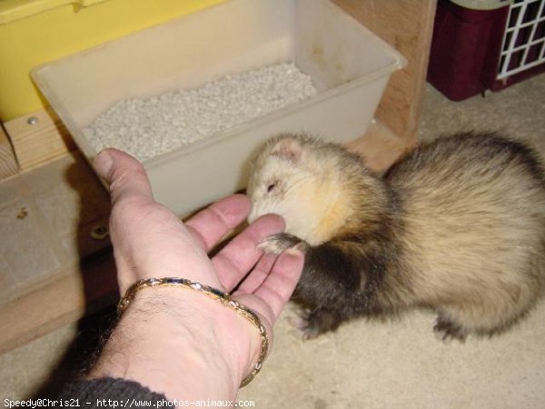 Photo de Furet