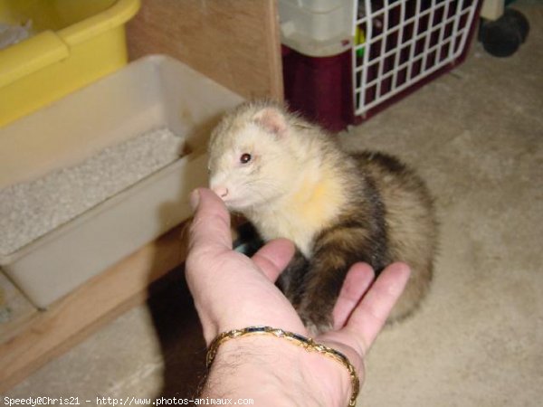 Photo de Furet