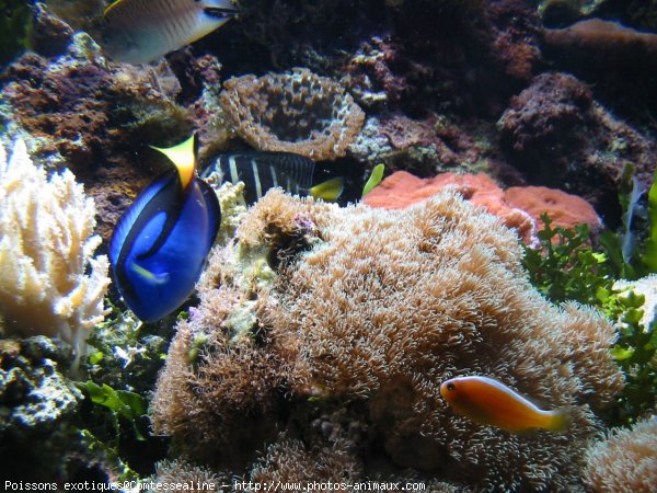 Photo de Poissons exotiques