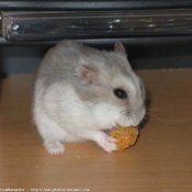 Photo de Hamster