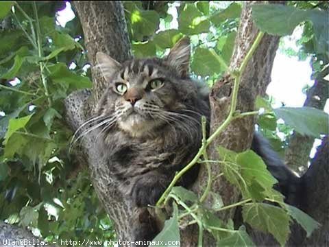 Photo de Maine coon