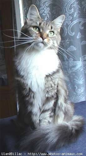 Photo de Maine coon