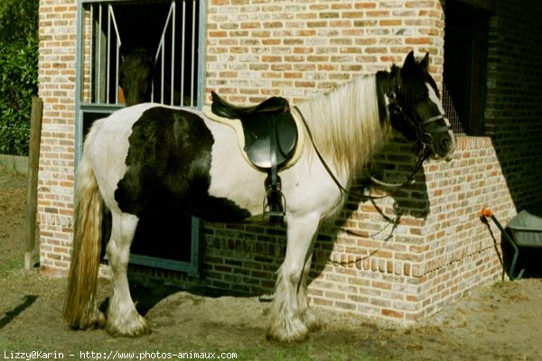 Photo de Races diffrentes