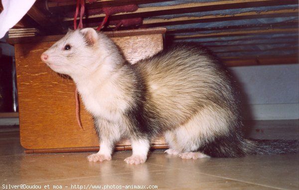 Photo de Furet