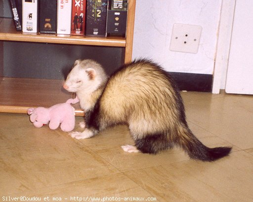 Photo de Furet