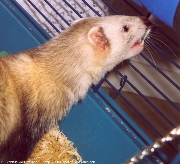 Photo de Furet