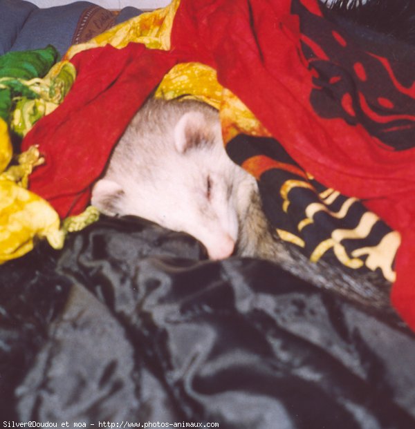 Photo de Furet