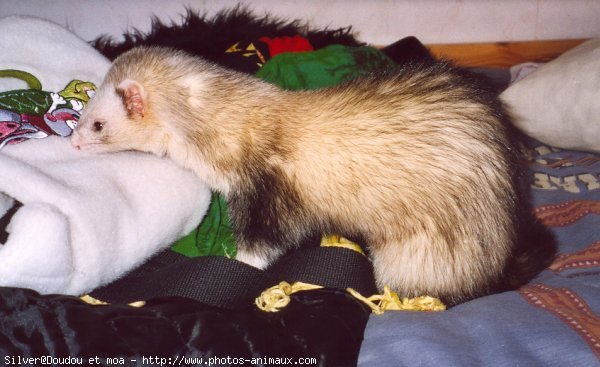 Photo de Furet