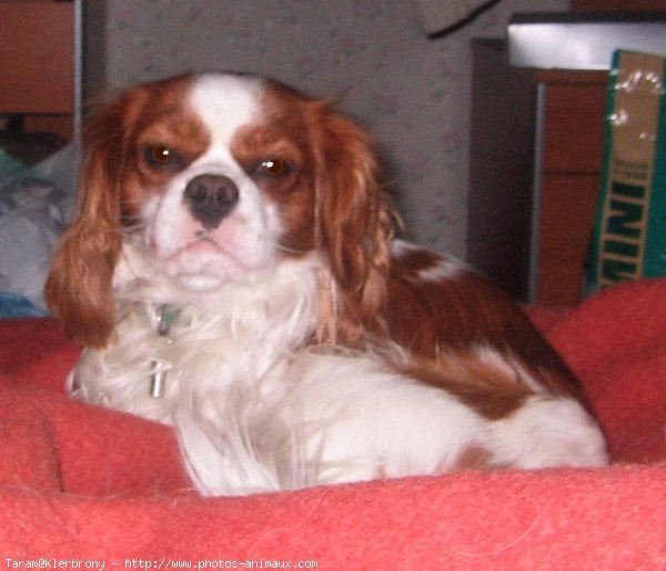 Photo de Cavalier king charles spaniel