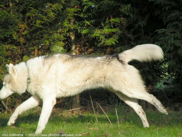 Photo de Husky siberien