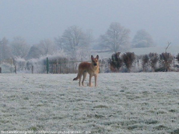 Photo de Berger belge laekenois