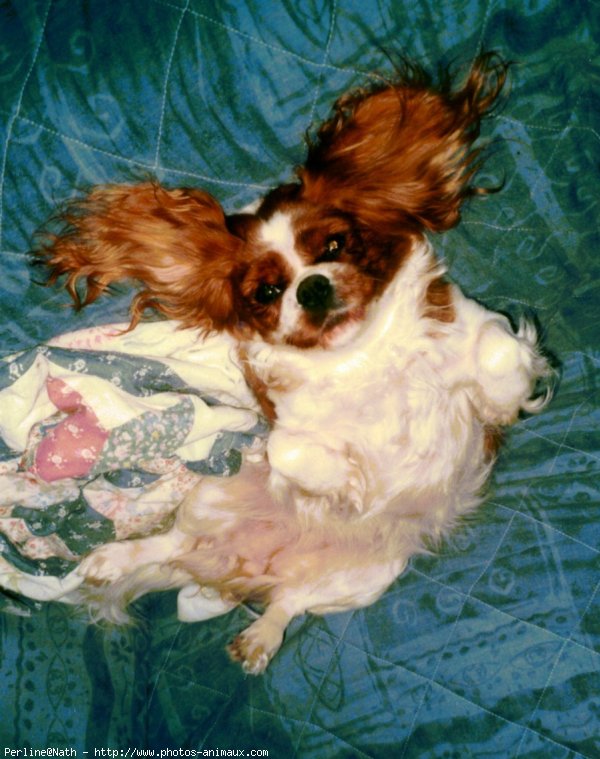 Photo de Cavalier king charles spaniel