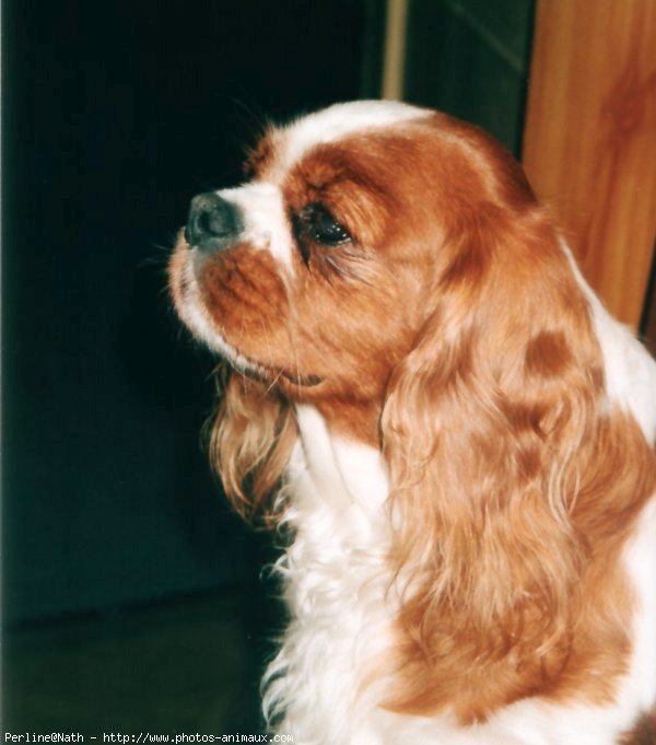 Photo de Cavalier king charles spaniel